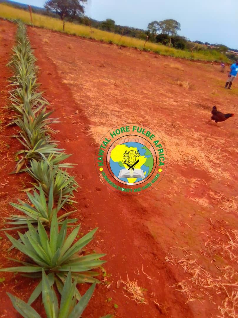 Sisal planté en clôture, projet Bracharia de Belel