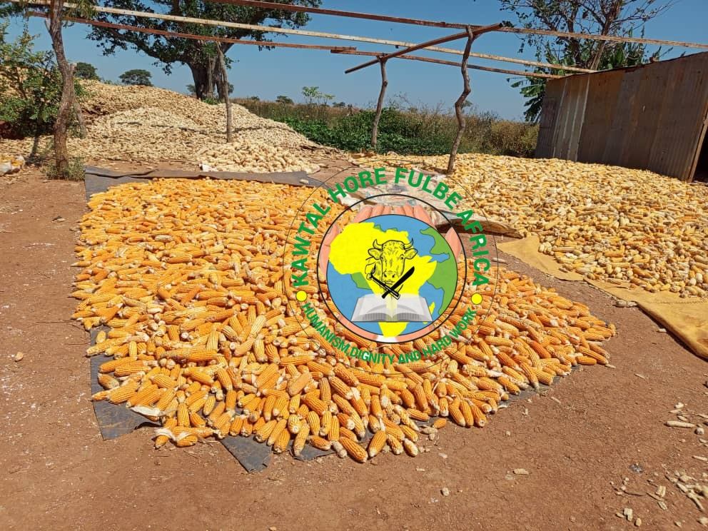 Aire de séchage du maïs de la communauté de Mbang-Fulbe