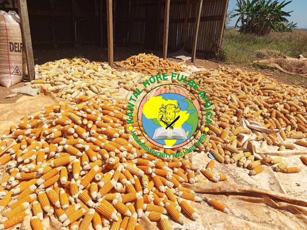 Récolte de maïs près du hangar de stockage à Mbang-Fulbe