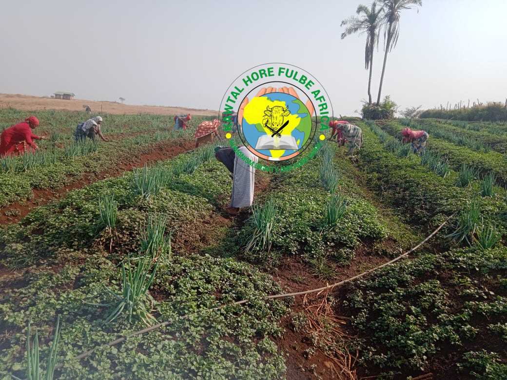 Travailleuses dans les champs maraîchers de Bantoum, Ouest Cameroun