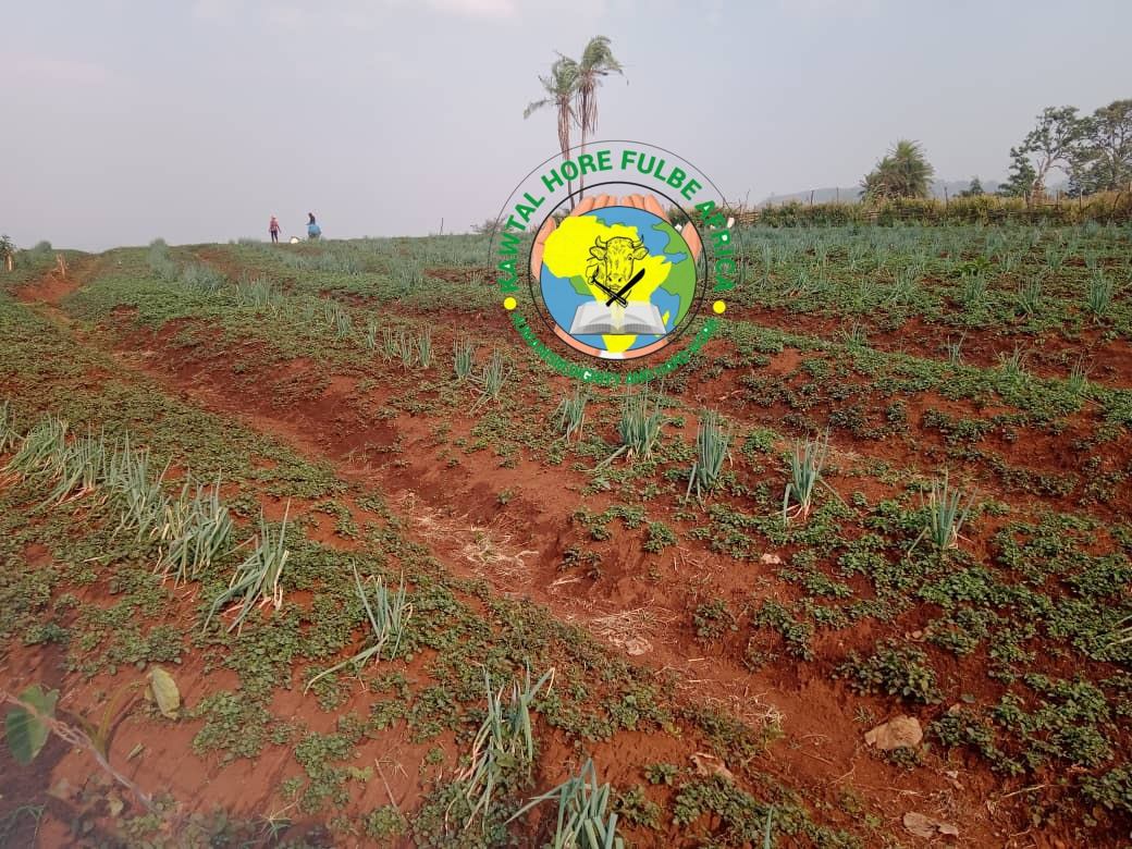 Parcelles maraîchères en billons à Bantoum