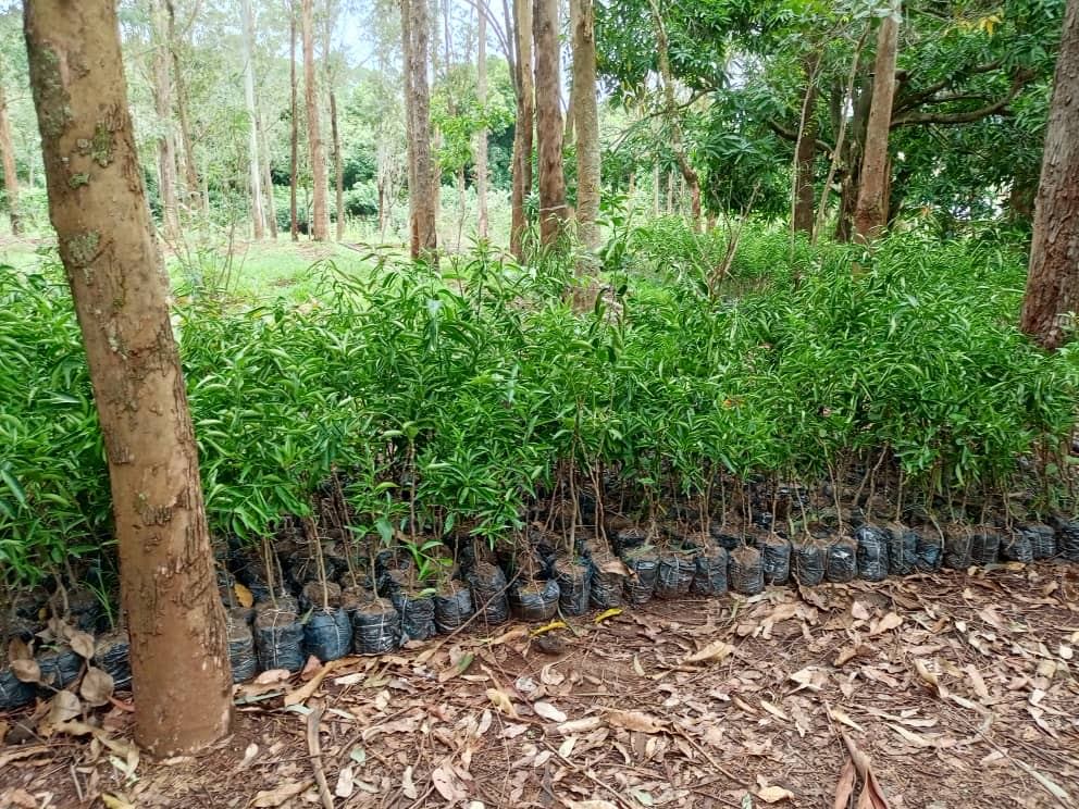 Pépinière d'arbres et de plants