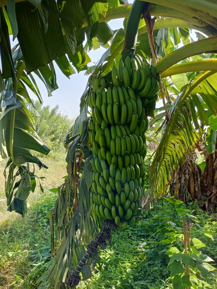 Régime de bananes cultivé par la communauté