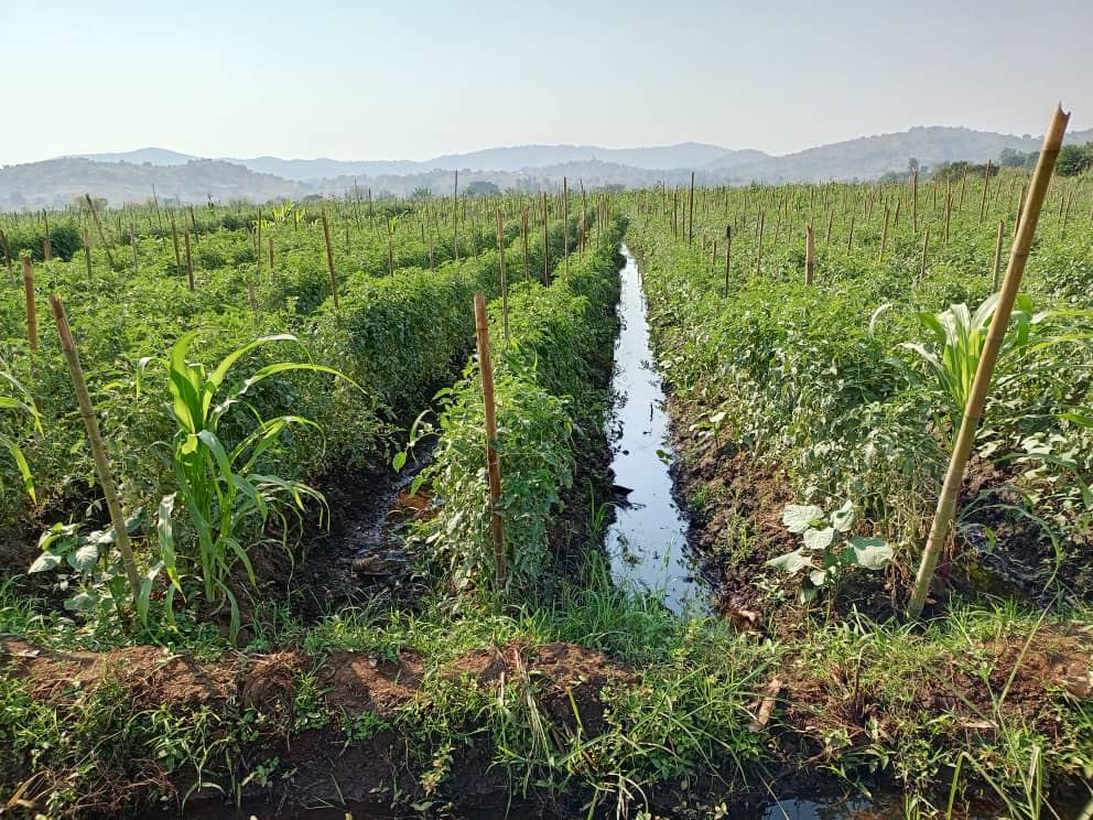 Canal d'irrigation des cultures maraîchères