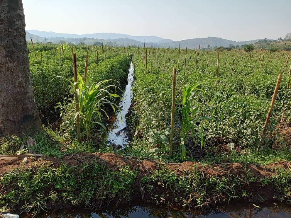 Réseau d'irrigation au champ