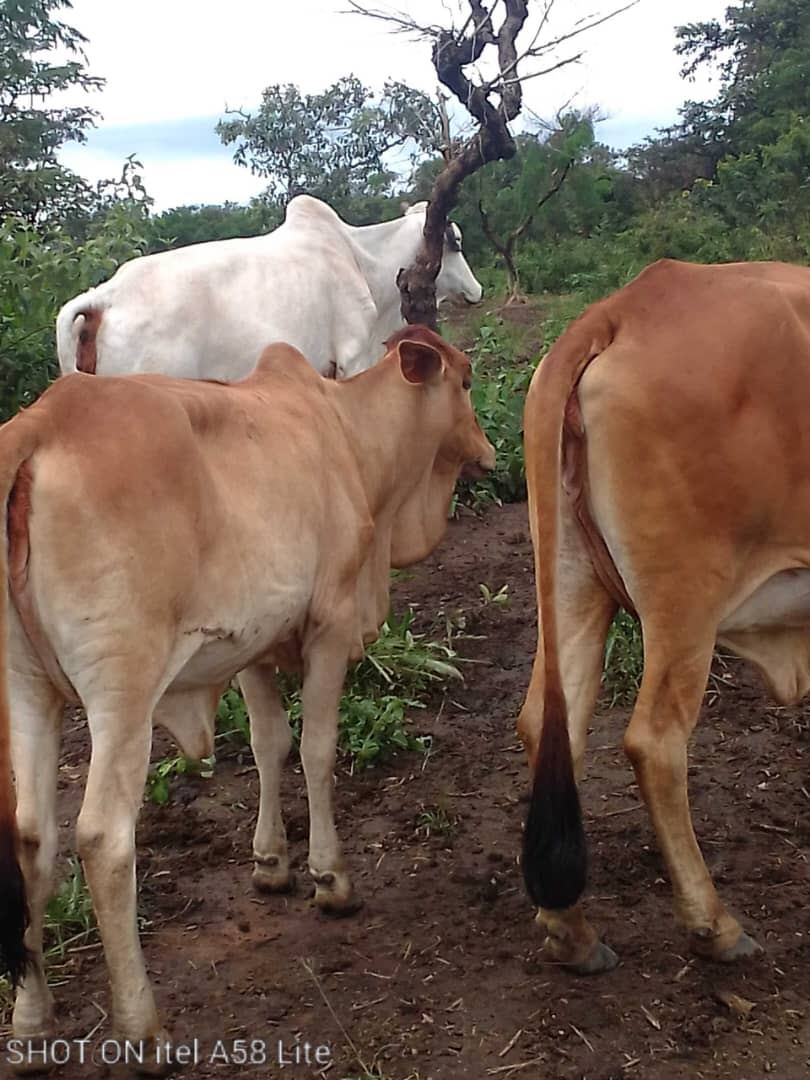 Troupeau de bovins accompagné par les éleveurs de KHFA au Cameroun