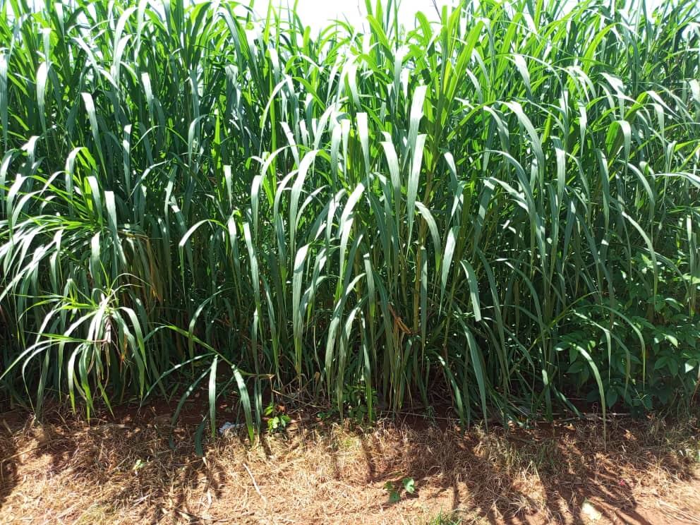 Parcelle d'herbe à éléphant cultivée pour l'alimentation du bétail