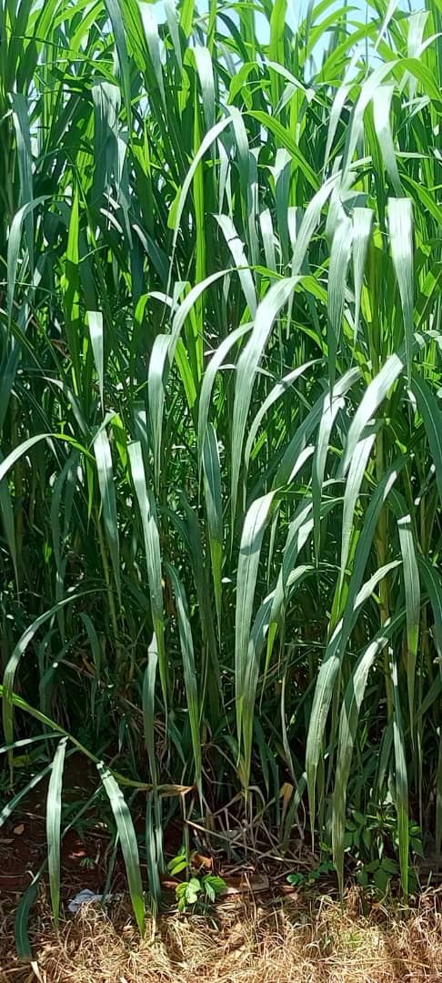 Culture destinée à l'alimentation du bétail dans l'Adamaoua